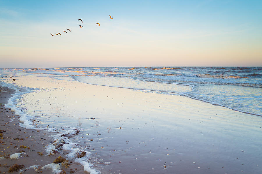 Beach Photograph - Brown pelicans in the evening sky by Ellie Teramoto