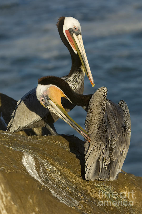 Pelican Photograph - Brown Pelicans by John Shaw