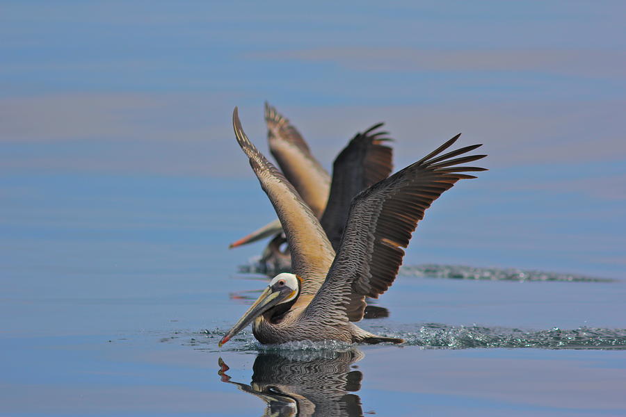 Pelican Photograph - Brown Pelicans  by Liz Vernand