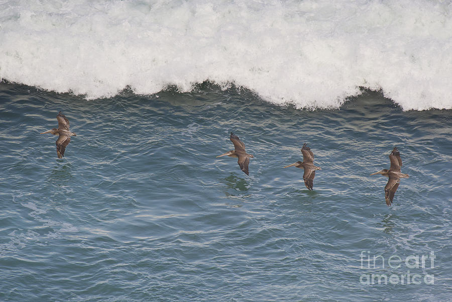 Brown Pelicans Pelecanus Occidentalis Wild California Photograph by Dave Welling