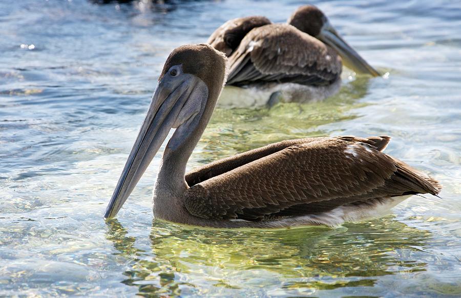 Nature Photograph - Brown Pelicans by Steve Allen/science Photo Library