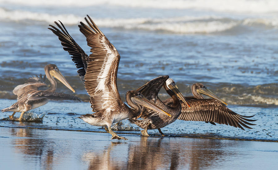 Brown Pelicans Taking Flight Photograph by Angie Vogel