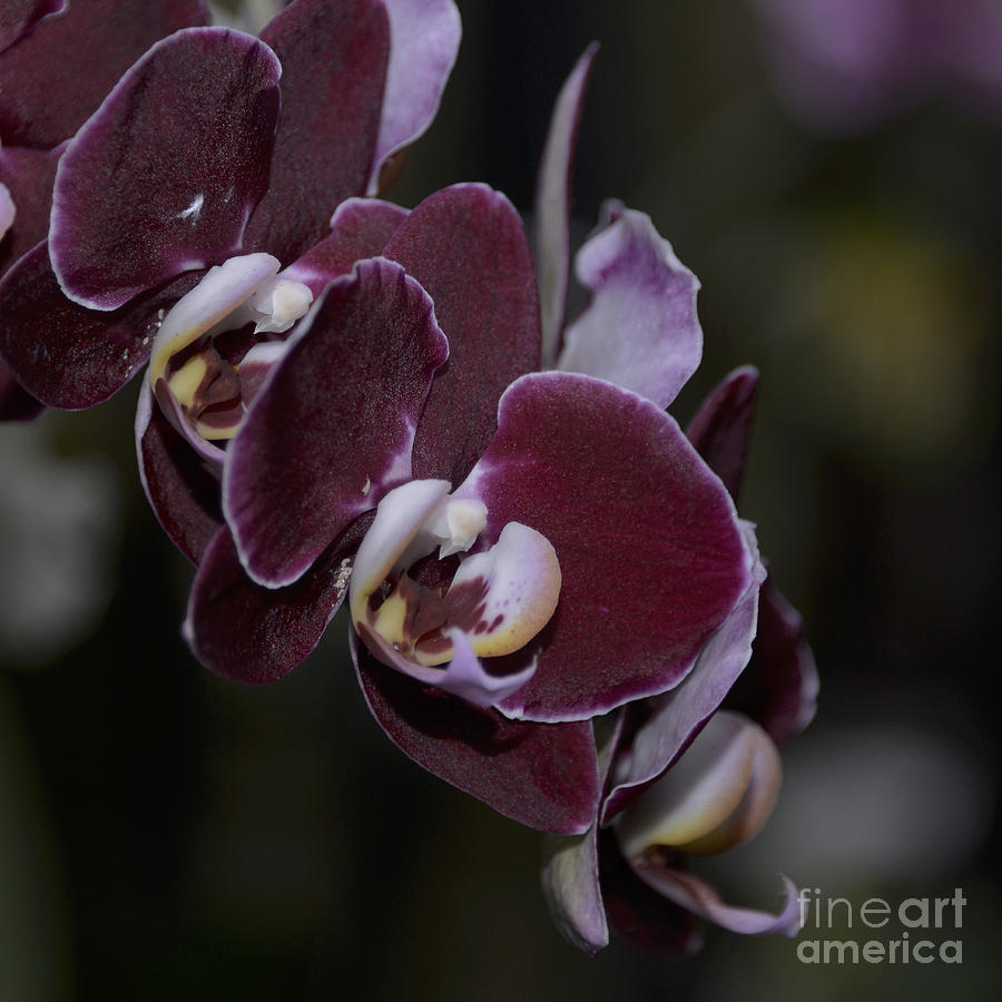 Orchid Photograph - Brown Phal by Terri Winkler