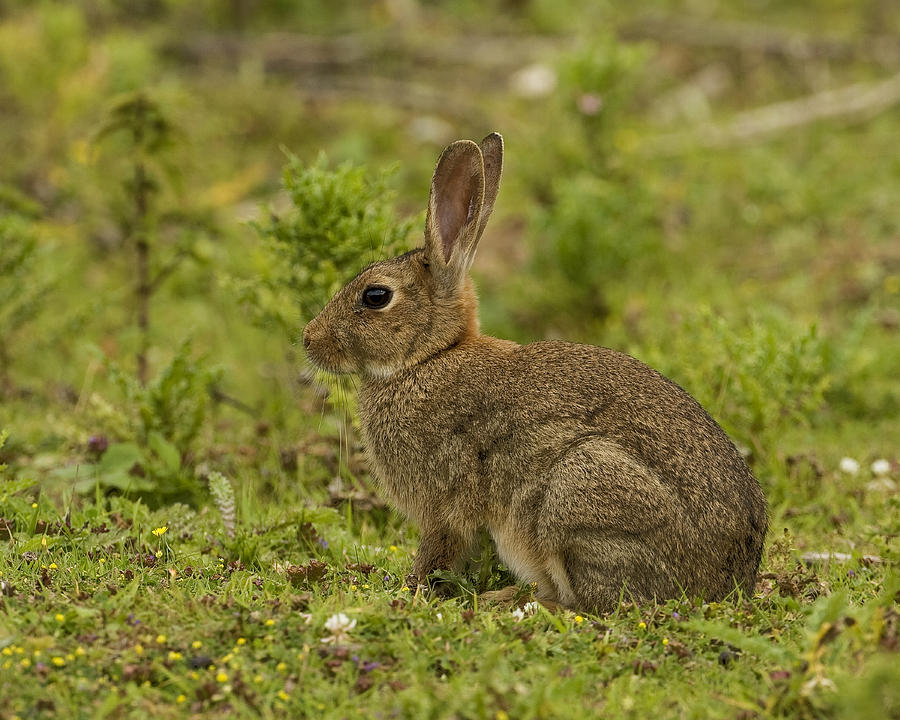 Brown Rabbit Photograph by Paul Scoullar
