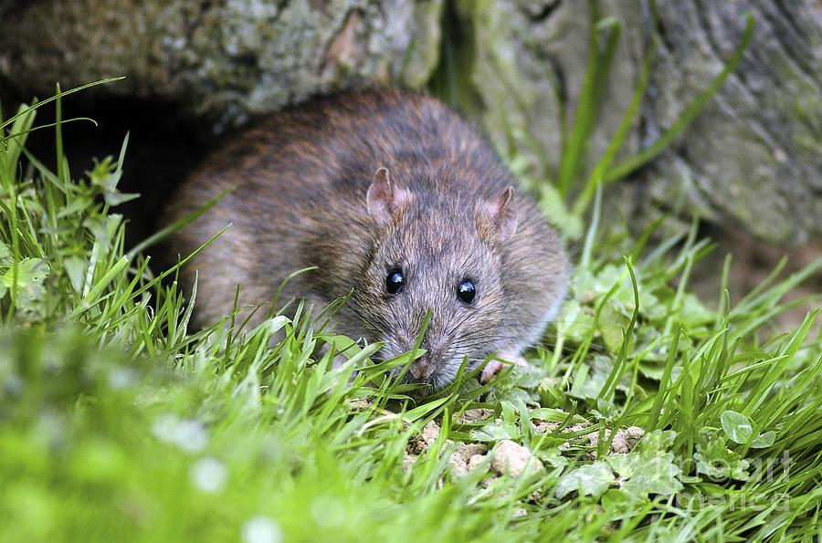 Brown Rat Photograph by Colin Varndell - Fine Art America