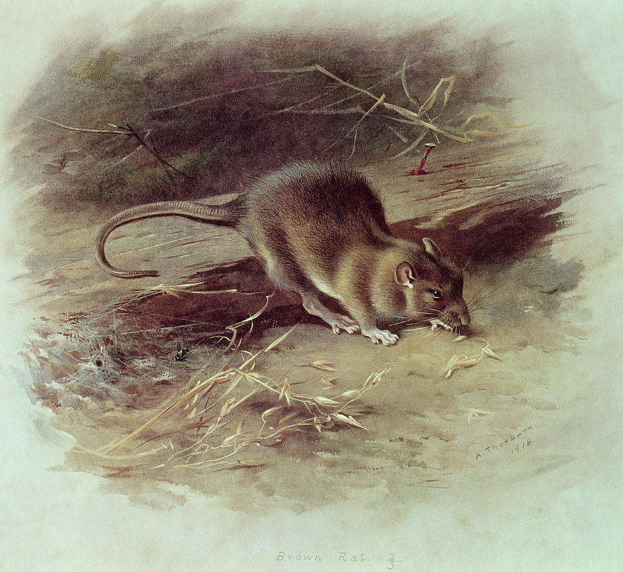 Brown Rat Rattus Norvegicus 1918 Coloured Engraving Painting by Archibald Thorburn