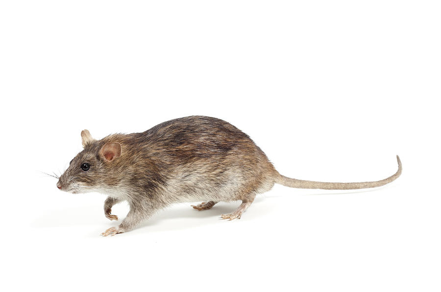 Brown rat Photograph by Redmal