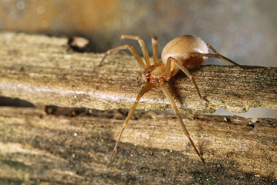 Brown Recluse Loxosceles Reclusa Photograph by Robert Noonan - Fine Art ...