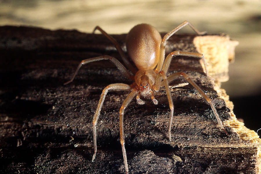 Brown Recluse Or Violin Spider Photograph By Robert Noonan Pixels