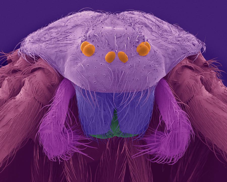 Brown Recluse Spider (loxosceles Reclusa) Photograph by Dennis Kunkel Microscopy/science Photo Library