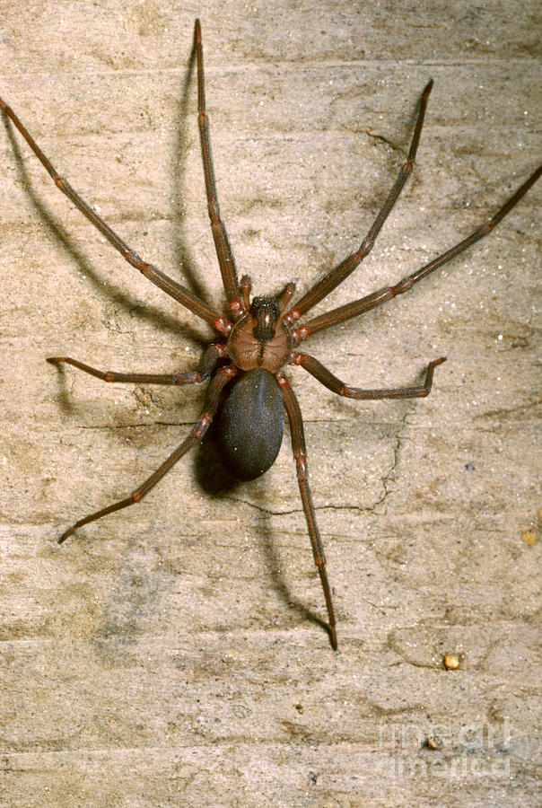 Baby Brown Recluse Spider Size