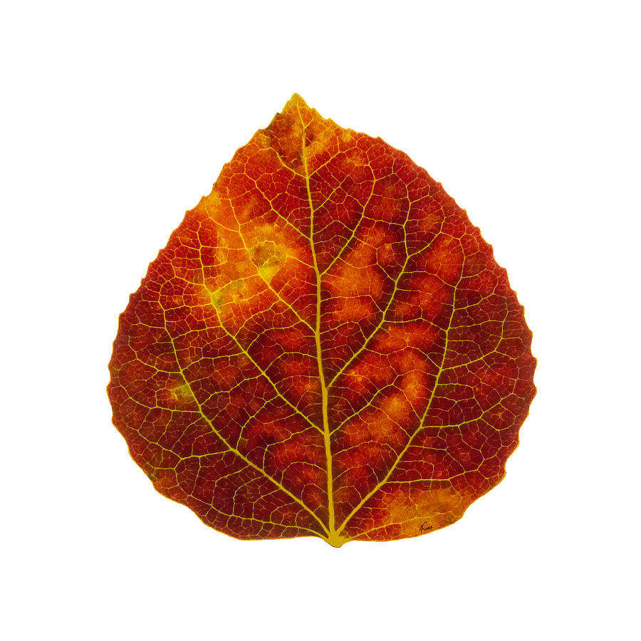 Brown Red and Yellow Aspen Leaf 1 Digital Art by Agustin Goba