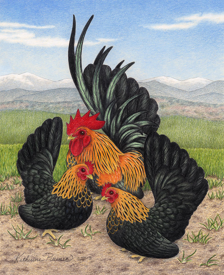 Chicken Drawing - Brown Red Japanese Bantams by Katherine Plumer
