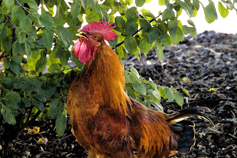 Brown Rooster Photograph by Thomas Firak