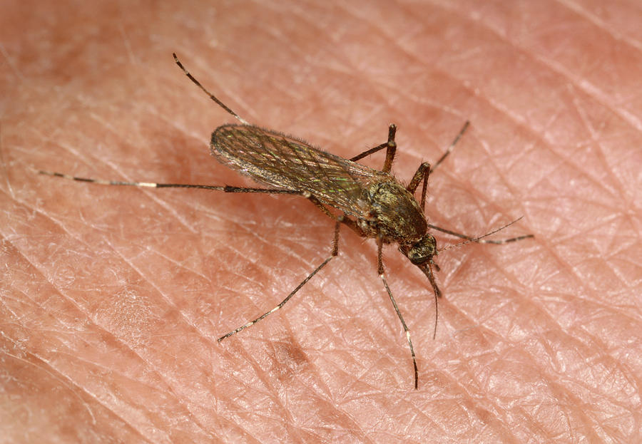 Brown Saltmarsh Mosquito Photograph by Nigel Downer/science Photo Library