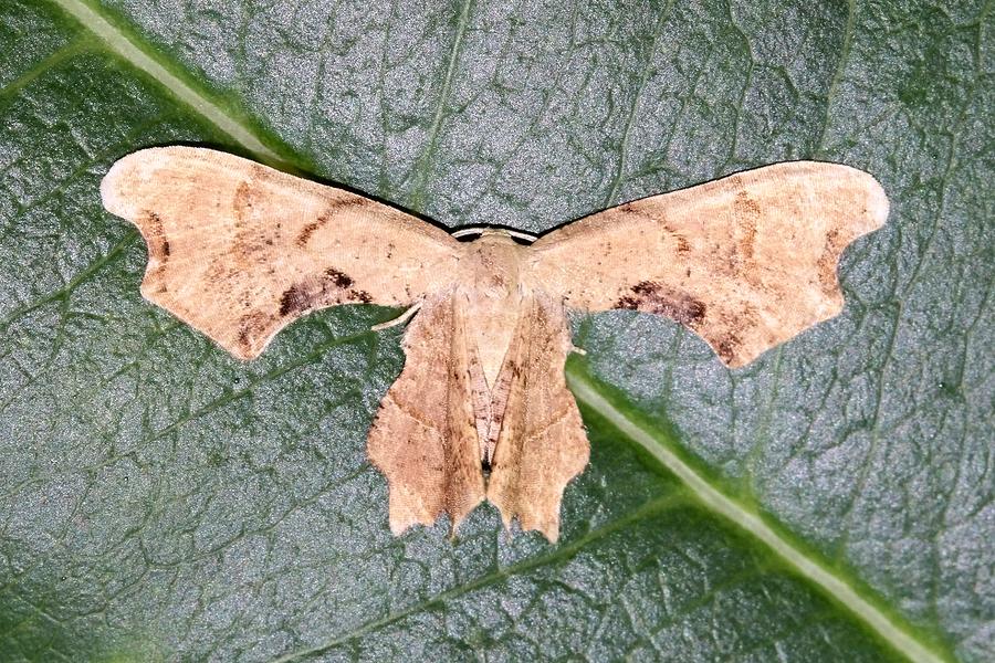 Brown Scoopwing Moth Photograph by Doris Potter