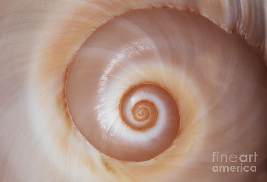 Brown spiral shell Photograph by Jaroslaw Blaminsky