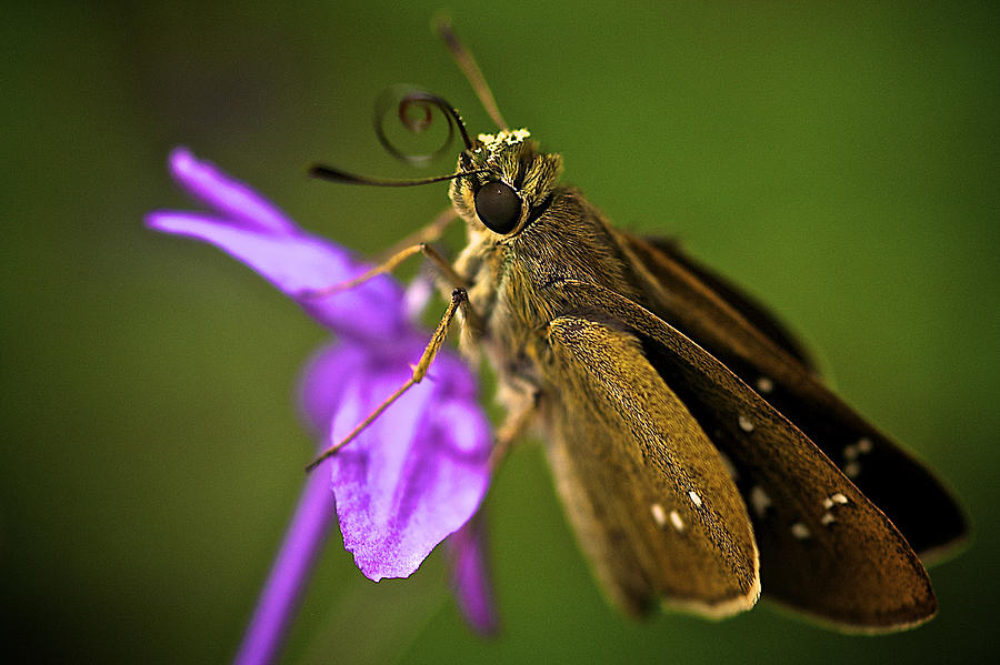 Brown Skipper Moth Photograph by Arj Munoz