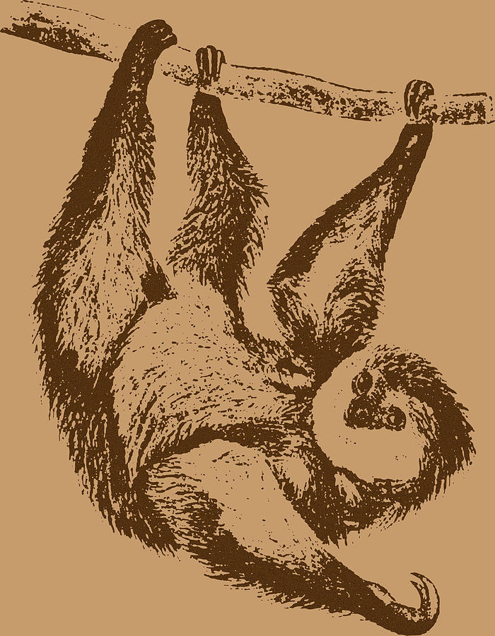 Brown Sloth Drawing By