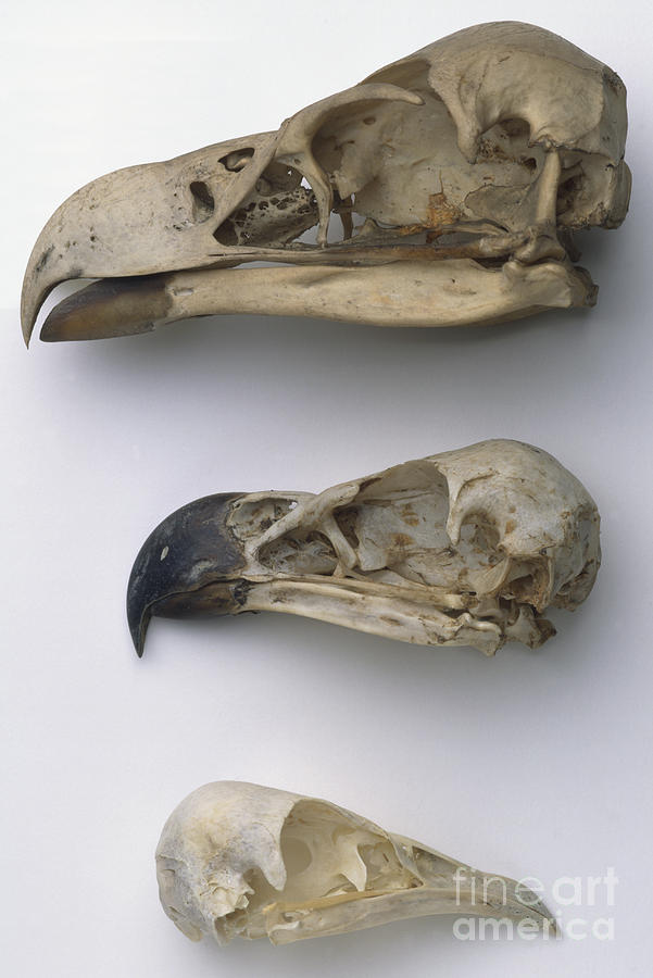 Eagle Photograph - Brown Snake Eagle Skulls by Alex Wilson / Dorling Kindersley / Booth Museum of Natural History, Brighton