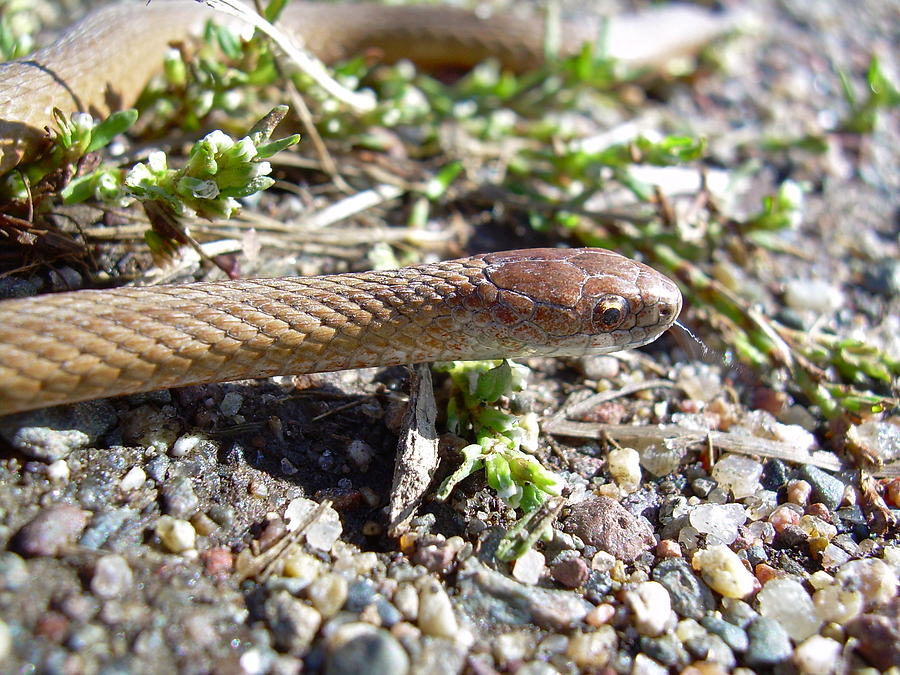 Brown Snake Photograph by Kent Lorentzen