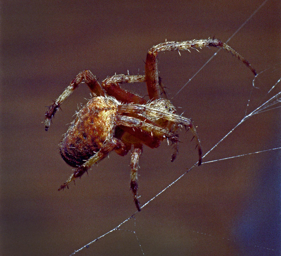 Brown Spider Photograph by Murray Bloom