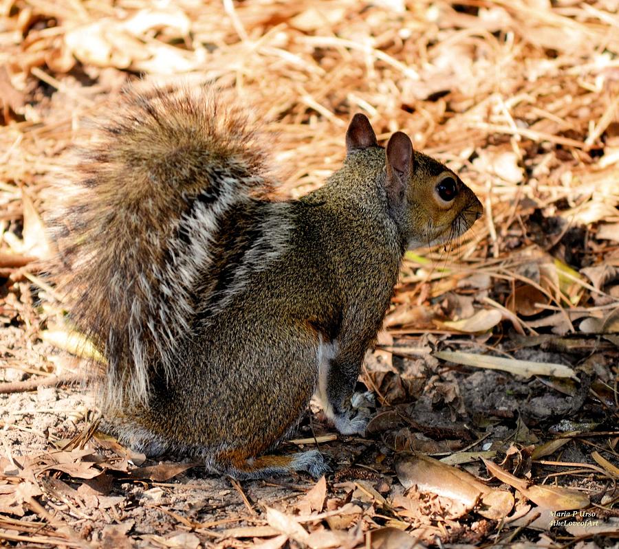 brown squirrel
