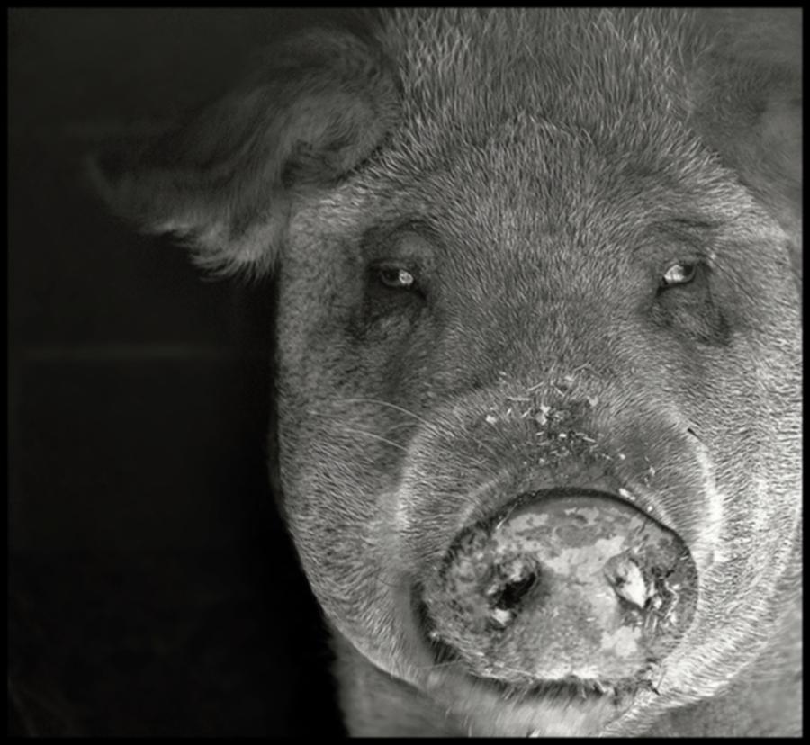  Pig photo black and white photo Photograph by Marysue Ryan