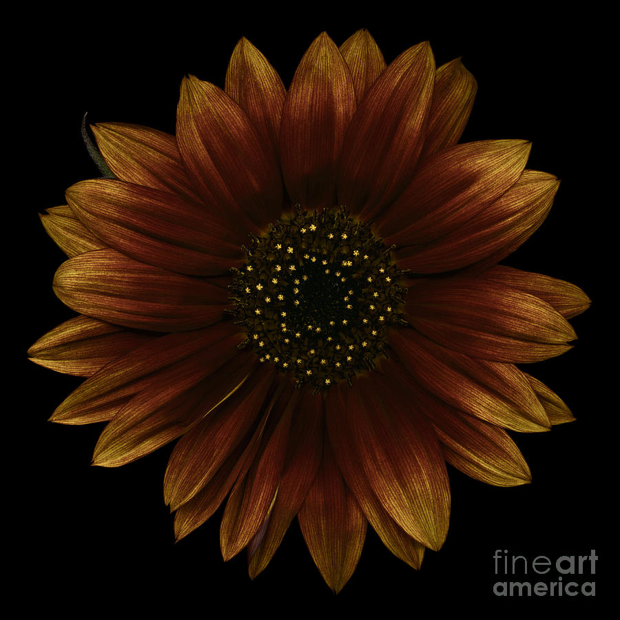 Brown Sunflower Photograph by Oscar Gutierrez