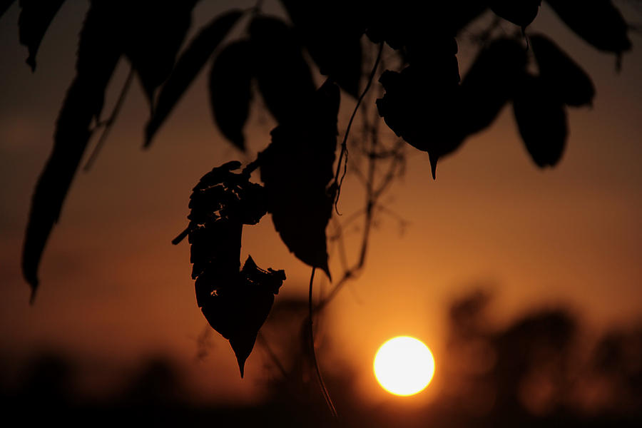 Nature Photograph - Brown Sunset by Miel  Paculanang