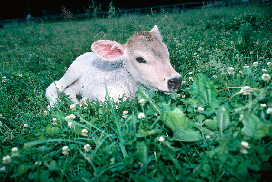 Brown Swiss Calf Photograph by Bonnie Sue Rauch