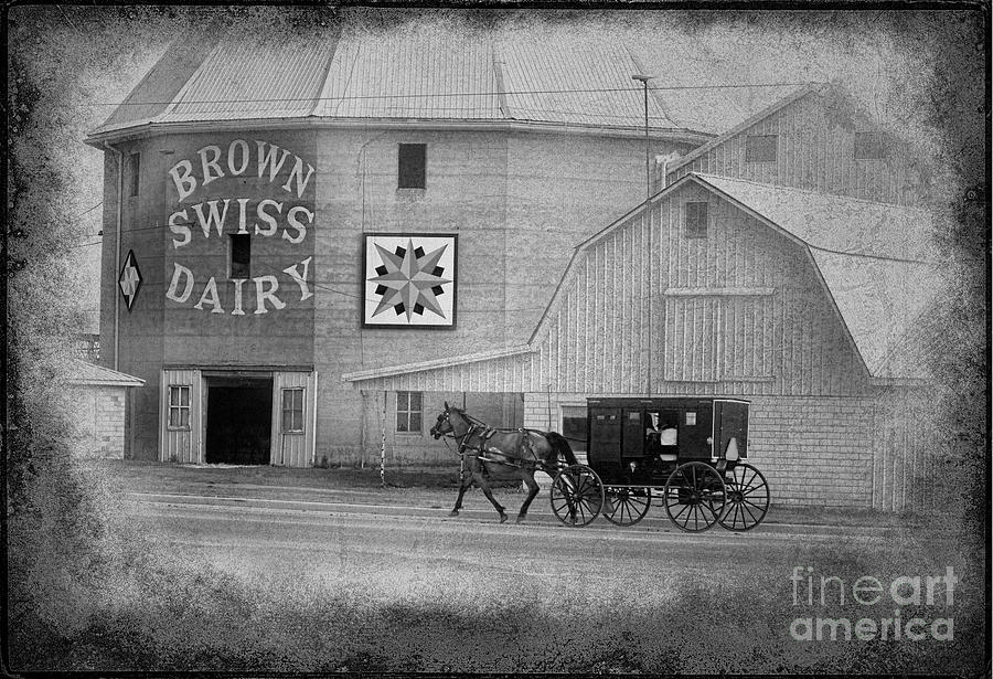 Brown Swiss Dairy and Amish Buggy Photograph by David Arment