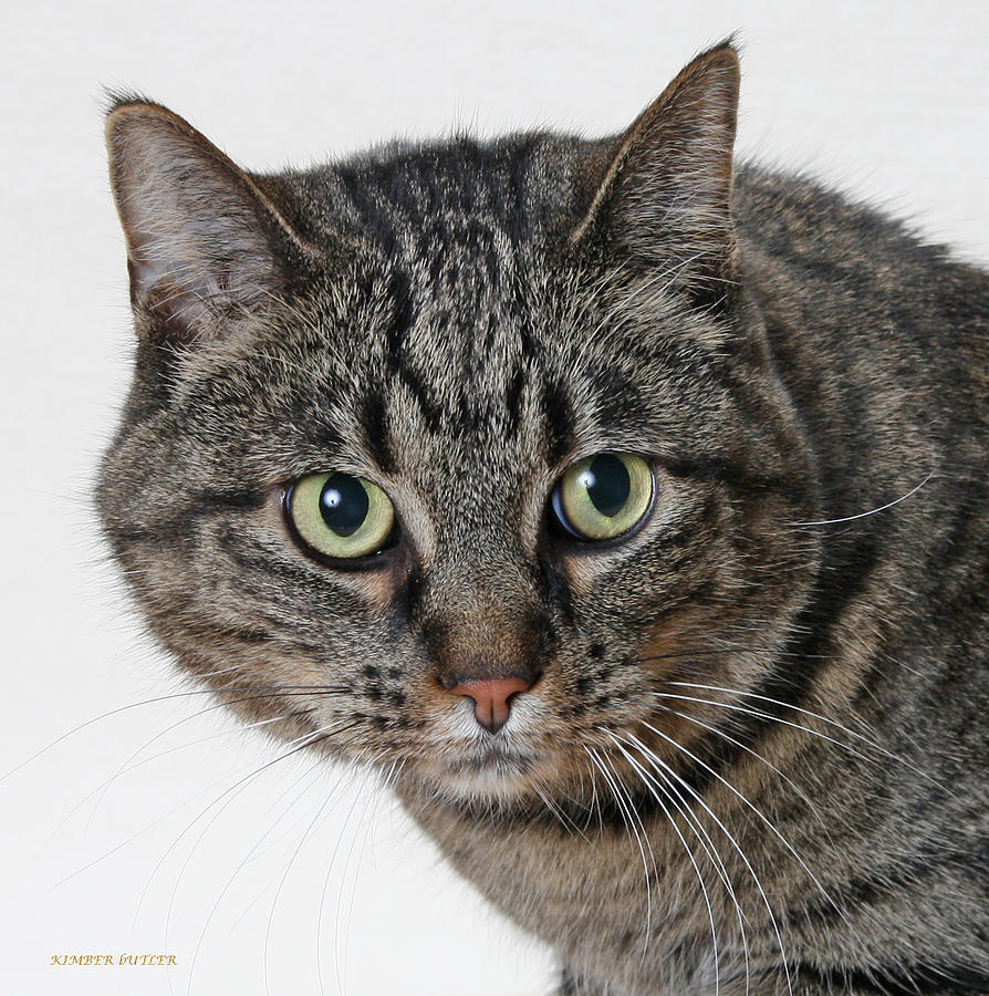 Brown Tabby  Photograph by Kimber  Butler