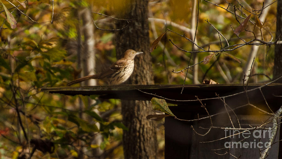 Brown Thrasher Photograph by Donna Brown