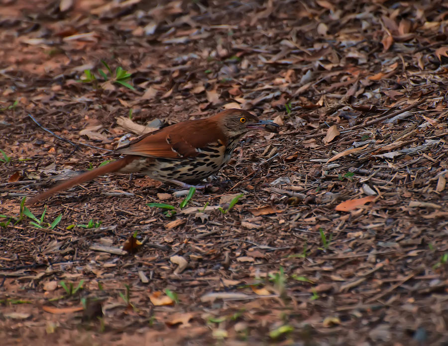 Brown Thrasher Eating A Cricket Photograph by Flees Photos