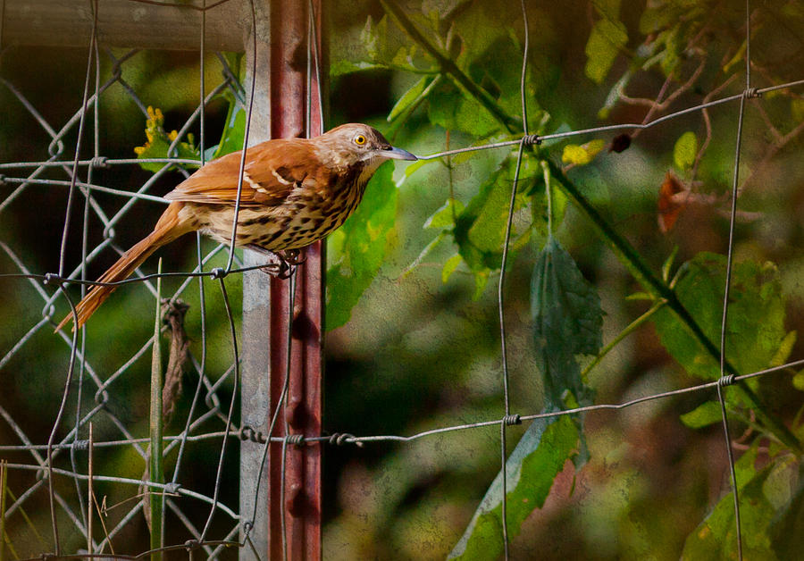 Brown Thrasher Photograph by Melinda Fawver
