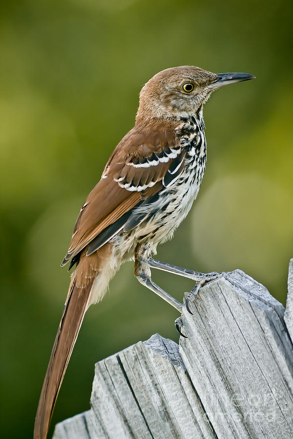 Brown Thrasher Photograph by Robert Frederick