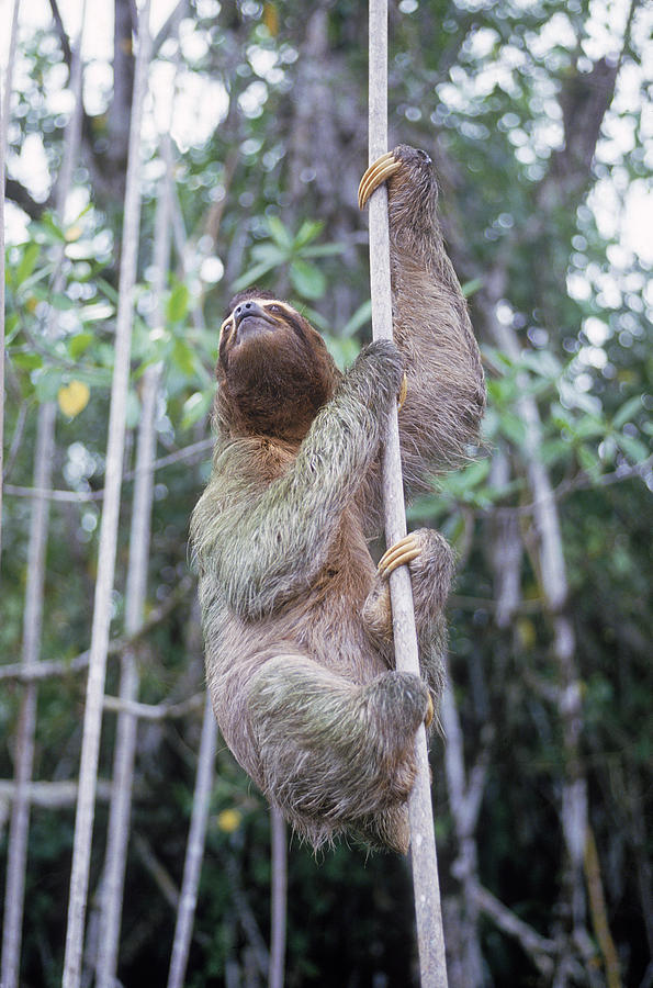 three toed sloth three toed sloth