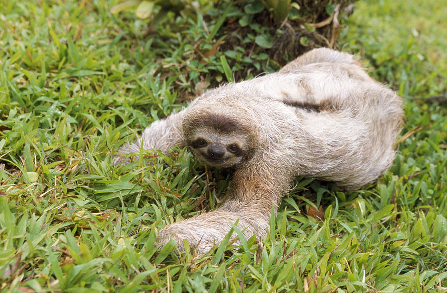 3 toed sloth