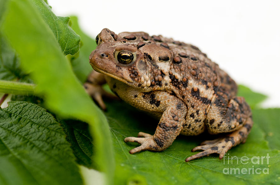 Brown toad Photograph by Les Palenik