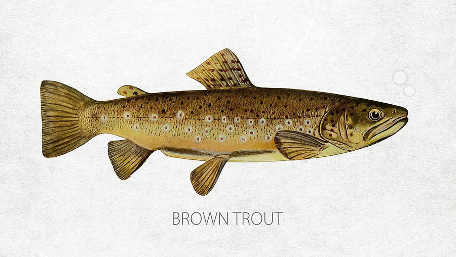 Trout Digital Art - Brown Trout by Aged Pixel