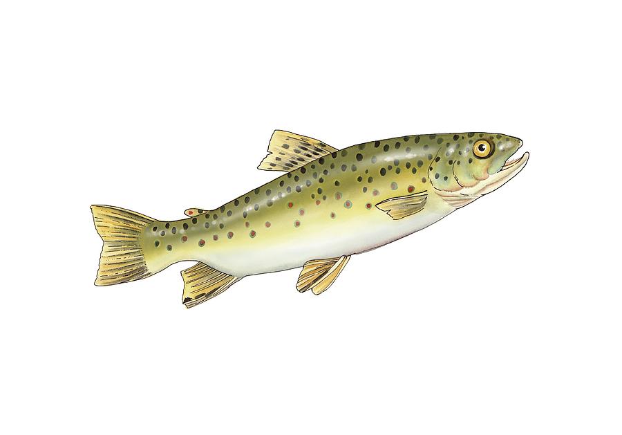 Nature Photograph - Brown trout, artwork by Science Photo Library