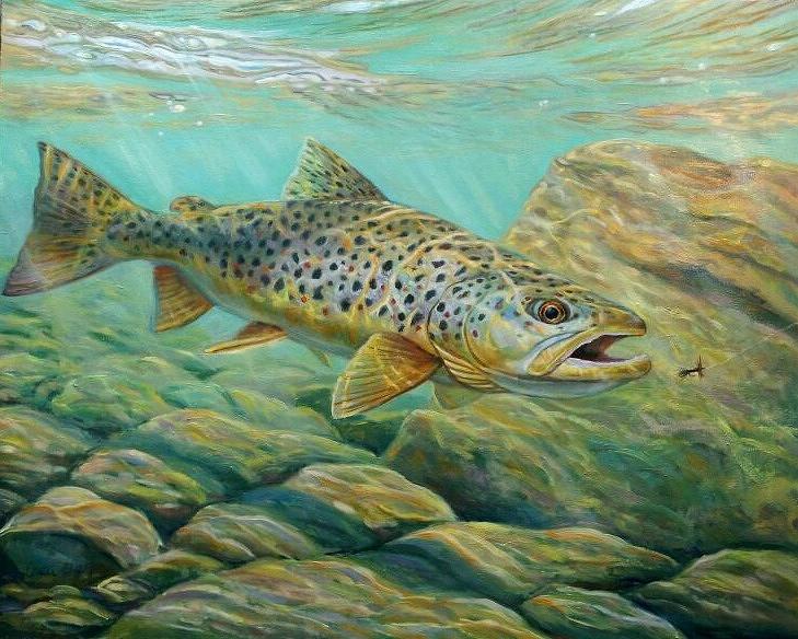 Brown Trout by Calvin Carter