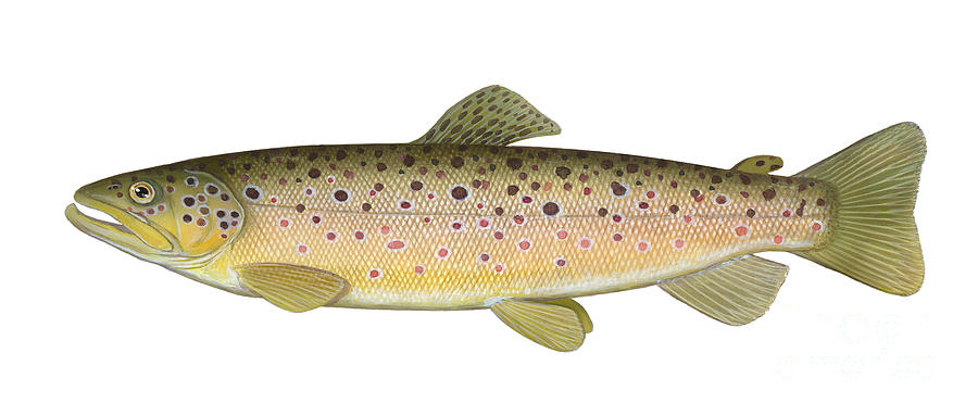 Trout Photograph - Brown Trout by Carlyn Iverson