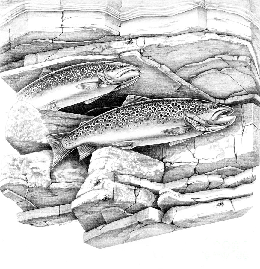 Fish Painting - Brown Trout Pencil Study by JQ Licensing