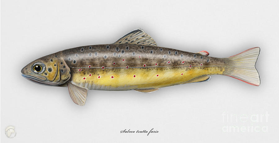 Brown Trout - Salmo trutta morpha fario - Salmo trutta fario - game fish - flyfishing Painting by Urft Valley Art  Matt J G  Maassen-Pohlen