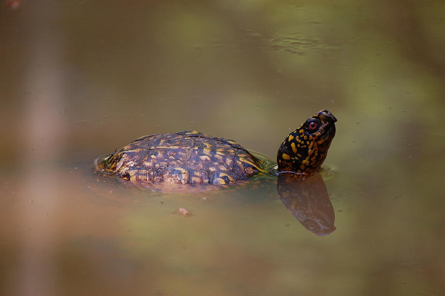 Brown Turtle Photograph by Jennifer Jennifer - Fine Art America