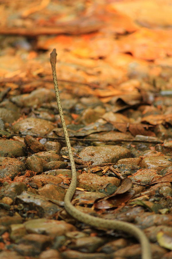 Brown Vine Snake Photograph by Sarah Donald
