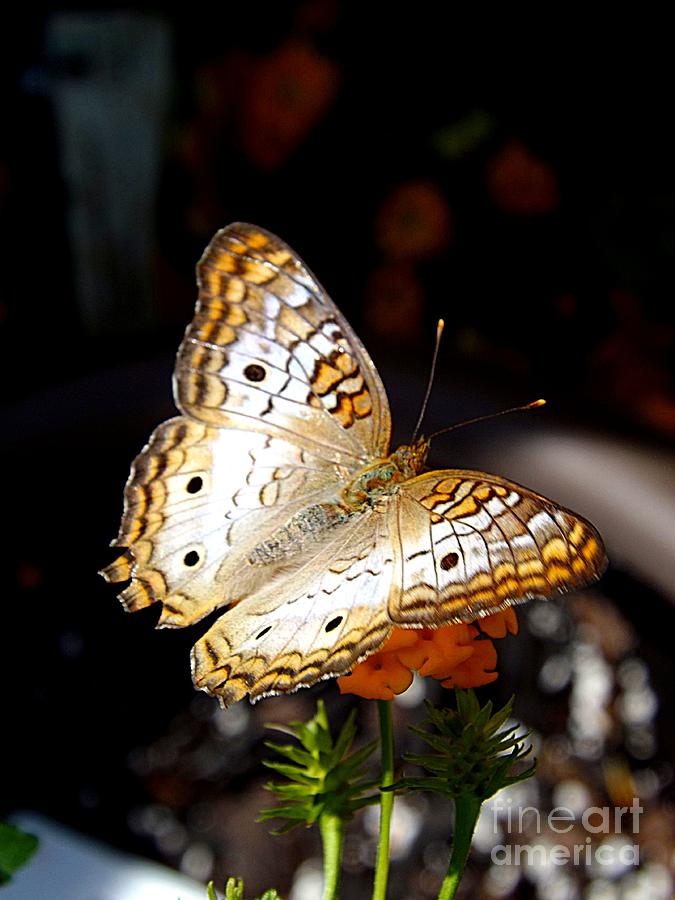 Brown White Orange Butterfly Photograph by Deb Schense