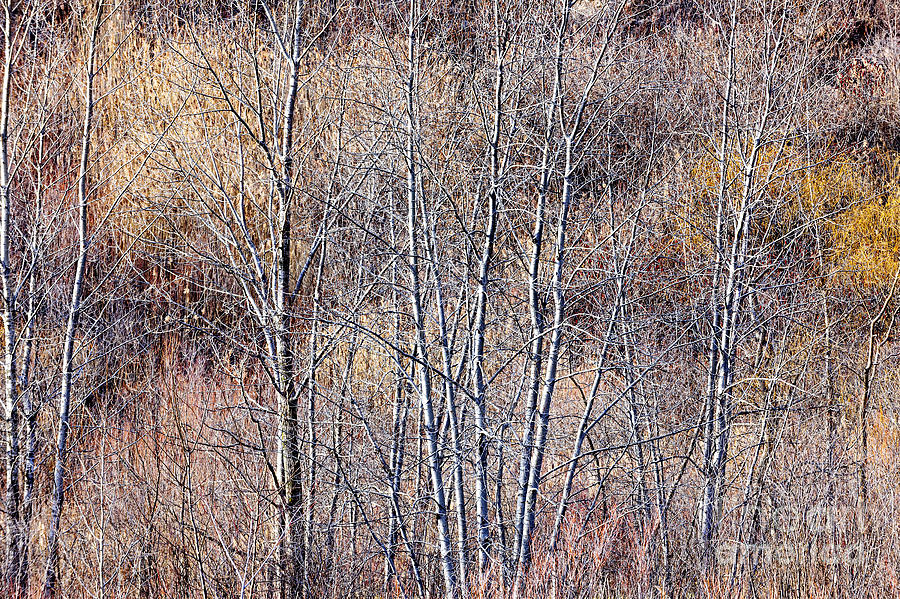 Brown winter forest with bare trees Photograph by Elena Elisseeva